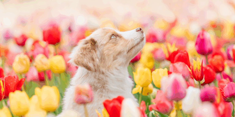 Ce faci dacă animalul tău de companie a fost înțepat de o viespe sau de o albină?