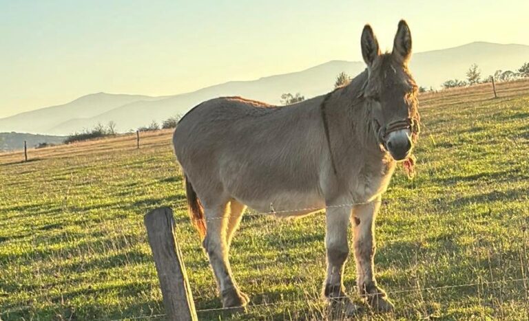 Povestea fascinantă a lui Pablito, măgărușul „pensionat” de la stână, din Sibiu, și ajuns la Iași la facultate. Este material didactic la orele de Palpație și răsfățatul studenților