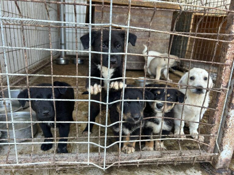 Sterilizarea este singura soluție umană și durabilă pentru viitorul animalelor fără stăpân