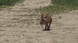 Amenda uriașă primită de un bărbat care a abandonat un câine în stațiunea Mamaia