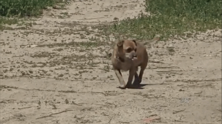 Amenda uriașă primită de un bărbat care a abandonat un câine în stațiunea Mamaia