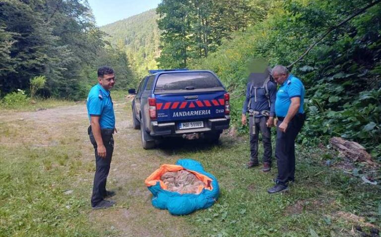 Un câine rănit, aflat pe un traseu din Masivul Făgăraș, salvat de jandarmii montani