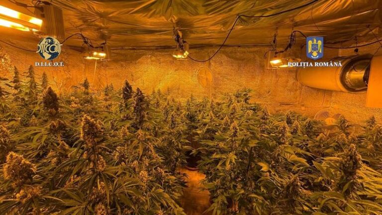 Locuinţa unui bărbat din judeţul Vâlcea, plină de plante de cannabis. Ce au descoperit anchetatorii când au descins la locuința bărbatului