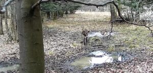 Ritualul naturii, surprins în zori: imagini spectaculoase din Parcul Național Domogled – Valea Cernei/VIDEO