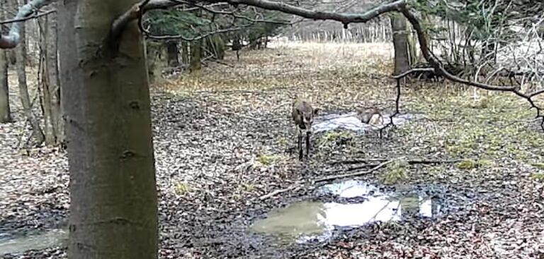 Ritualul naturii, surprins în zori: imagini spectaculoase din Parcul Național Domogled – Valea Cernei/VIDEO
