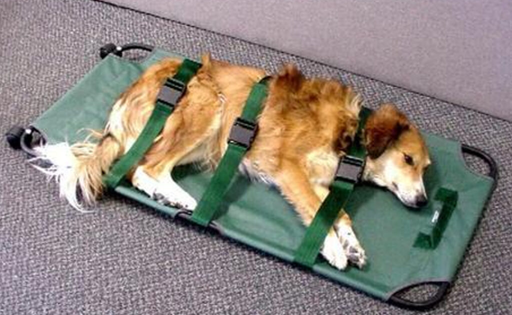  Pensionar condamnat la închisoare după ce și-a aruncat câinele pe geam. „Mi-a ros hainele cele bune”