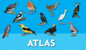 Monitorizarea pentru Atlasul Păsărilor Iașului, finalizată cu succes