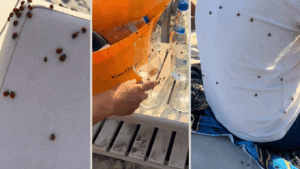 VIDEO| Invazie de buburuze pe litoral. Ce spun specialiștii