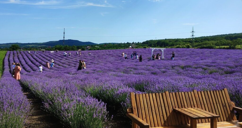  Traseul de weekend: propunerea ZDI – Evadare prin lanurile de lavandă, la mai puțin de o oră de Iași: șase destinații exacte