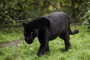 Celulă de criză la sud de Dunăre: O panteră neagră bântuie țara vecină și bulgarii sunt panicați