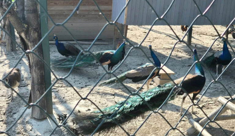 Păunii de la Liceul Paradis din Iași, încântarea elevilor, au fost relocați după plângerile unor vecini. „Erau bucuria copiilor”. Ce spune primarul?