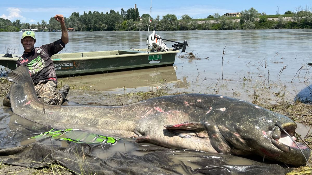 Cum arată pescuitul extrem în Germania - un somn de 90 de kilograme împușcat cu pistolul, în timp ce altul a mâncat un pudel la apă mică