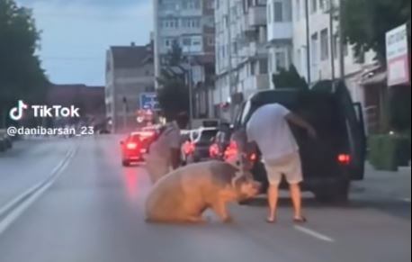 Pașcani: Un porc a scăpat din mașină și s-a așezat pe mijlocul străzii
