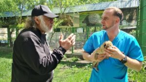 La doar 120 de kilometri de Iași s-a născut cel mai rar hibrid felin din lume