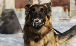 Rabia, o problemă reală în județul Iași: focare multiple confirmate la animale sălbatice și domestice