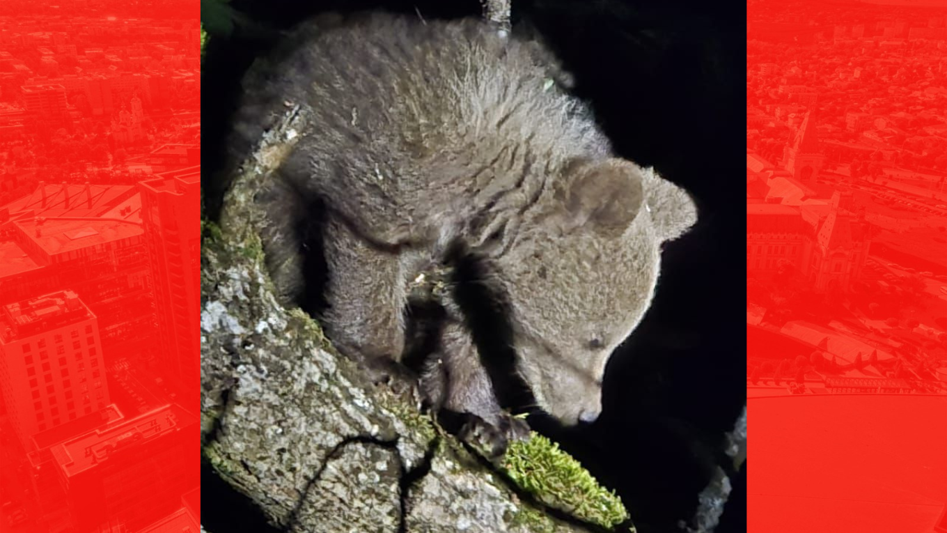 Jandarmii au intervenit pentru îndepărtarea unui pui de urs dintr-o gospodărie din Alba. Animalul se urcase într-un copac (Foto/Video)