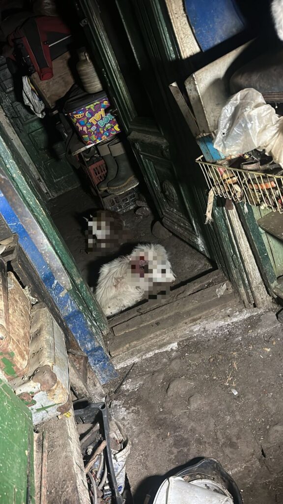  Un urs a intrat într-o curte din municipiul Râmnicu Vâlcea, unde a omorât un ied şi a rănit alţi doi