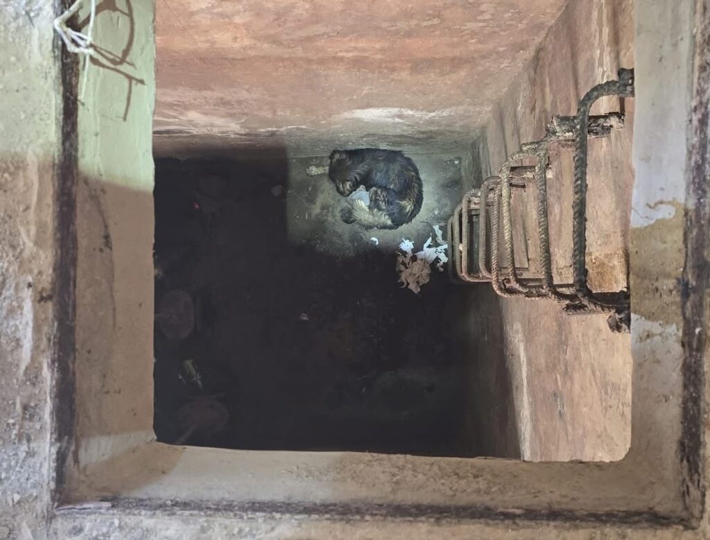 Intervenție dramatică în Pașcani: pompierii au salvat un câine căzut într-un bazin adânc de 10 metri