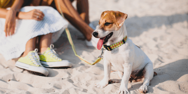 Câinele tău iubește apa? Sfaturi utile pentru o vacanță la mare cu animalul tău de companie