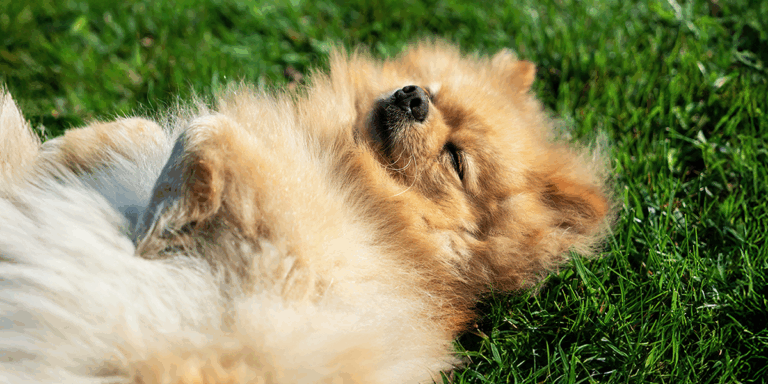 Expunerea la soare: un pericol pentru animalul de companie?