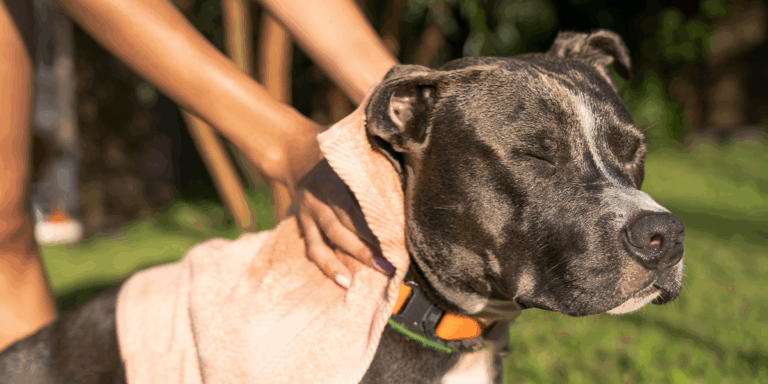 Cum protejăm animalele de companie de șoc termic și insolație?