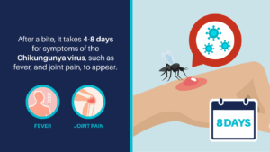 Chikungunya: virusul periculos care ridică nivelul de alertă în Europa. Primul caz cu transmitere locală. Țânțarul, principalul vector