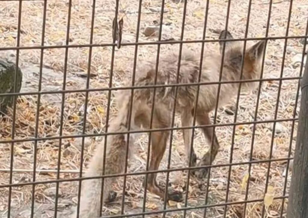  Imagini revoltătoare la Zoo Vâlcea – Un animal ţinut în captivitate este slab, cu blana căzută, ţinut într-un ţarc murdar (FOTO)