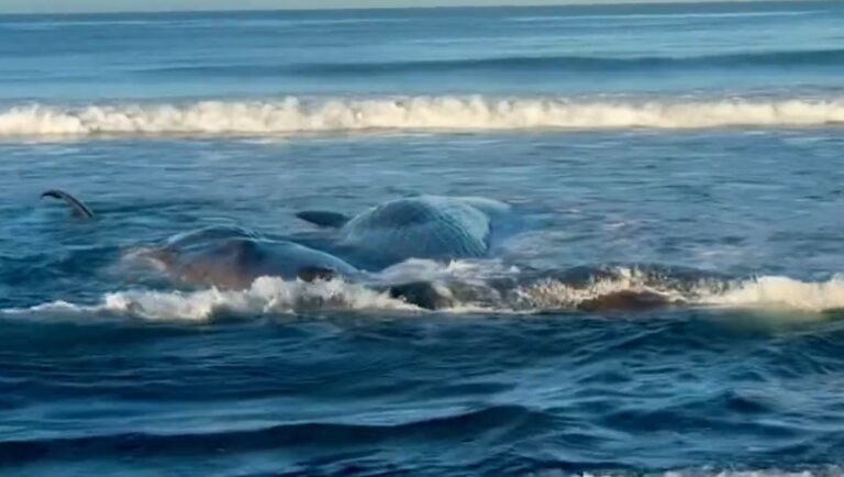 Imagini impresionante cu balene eşuate pe coastele japoneze. În zonă era alertă de tsunami - VIDEO