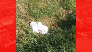 Un bărbat a primit o amendă uriașă după ce a abandonat doi căţeluşi. Aceştia se aflau într-un sac de rafie şi fuseseră lăsaţi pe marginea unui drum din Botoșani