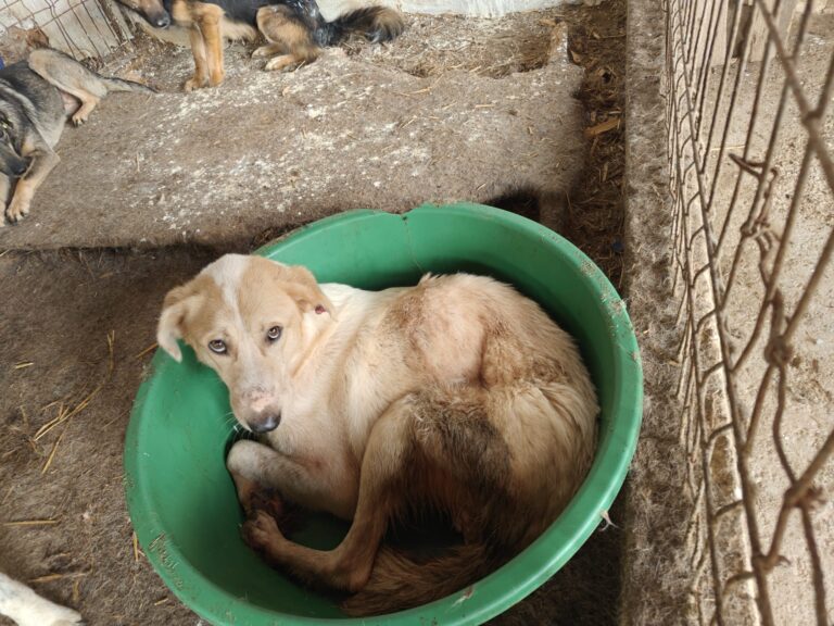 Lagărele tăcerii: cum sunt chinuite animalele în adăposturile private plătite din bani publici