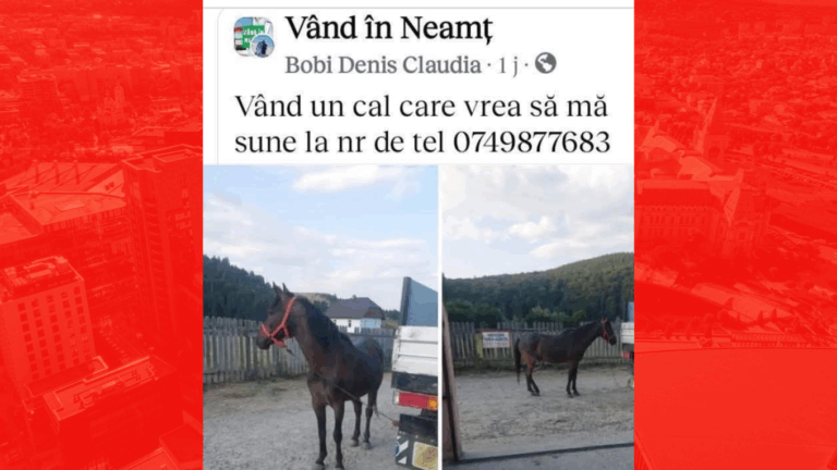 „Vând un cal care vrea să mă sune”. „Ziarul de Iași” a aflat povestea din spatele unei imagini virale: e implicat un cont spart, Poliția și un bărbat care, de fapt, nu are cai