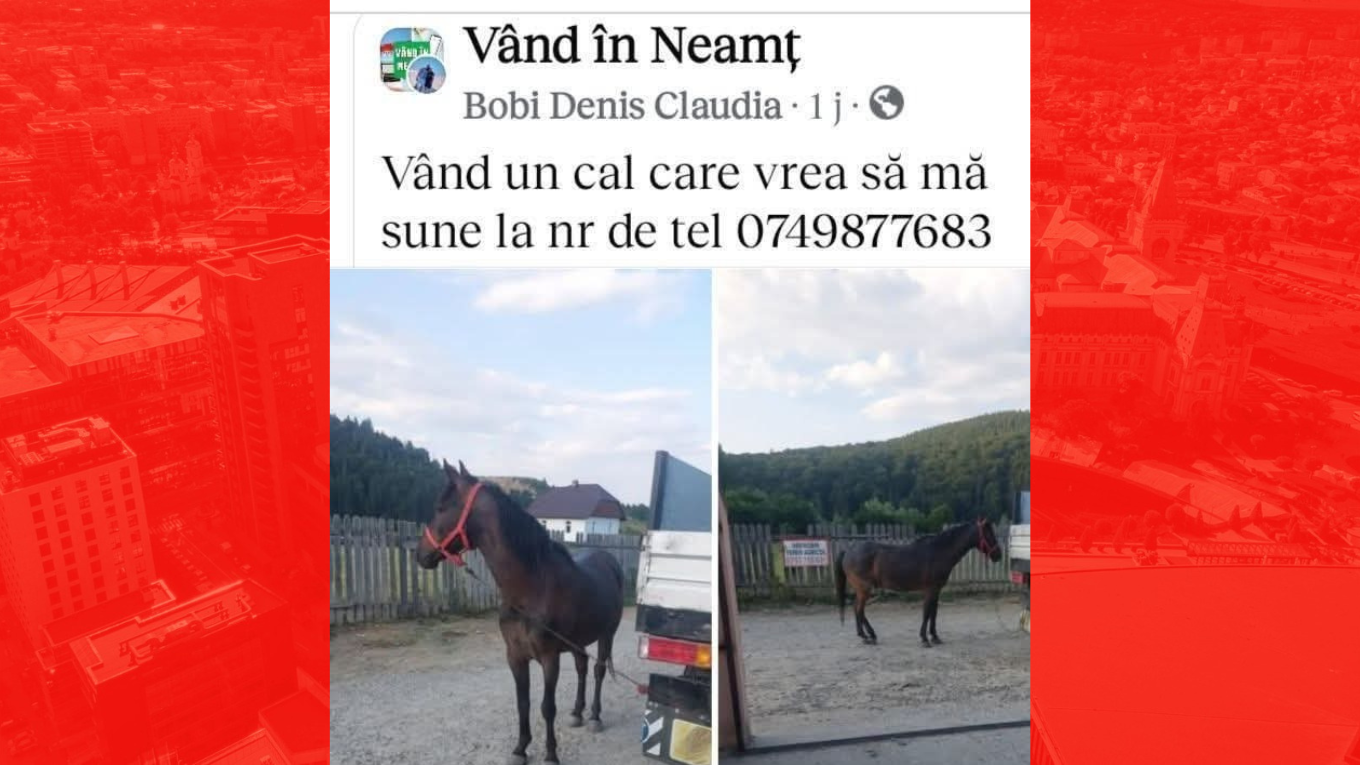 „Vând un cal care vrea să mă sune”. „Ziarul de Iași” a aflat povestea din spatele unei imagini virale: e implicat un cont spart, Poliția și un bărbat care, de fapt, nu are cai
