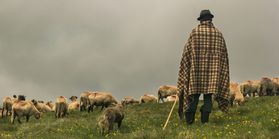  Alba: Cioban ajuns după gratii, după ce turma lui a distrus o cultură de floarea soarelui