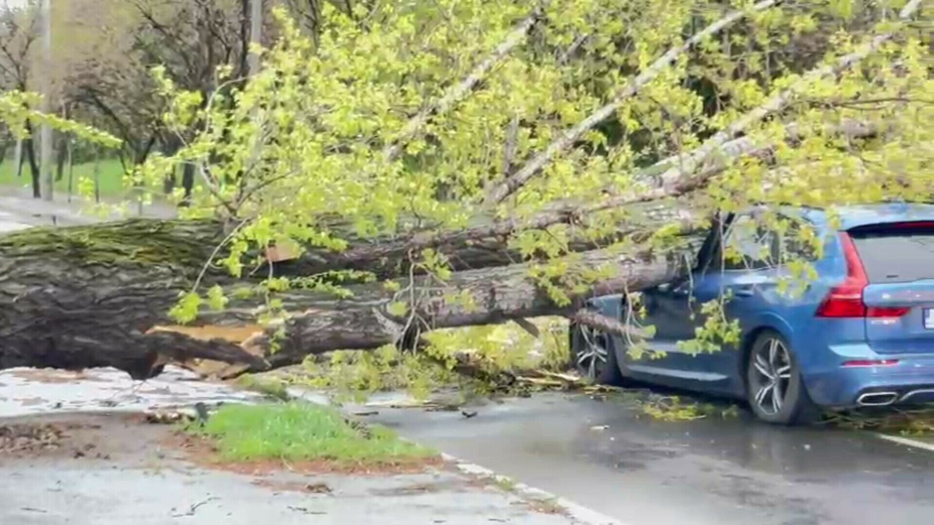 Misiune în dinamică – Arbore căzut peste două autoturisme pe strada Hlincea, municipiul Iași
