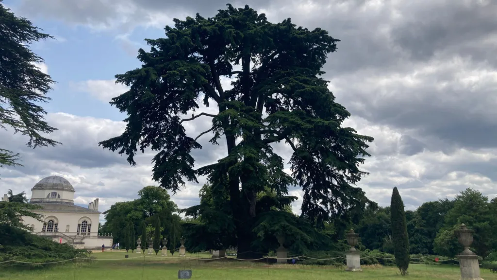 Un cedru în care s-au urcat membrii The Beatles, nominalizat la Arborele anului 2025