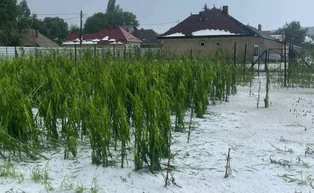 Grindina a lovit județul Neamț: Culturile din Vânători-Neamț, distruse, în timp ce sistemul antigrindină rămâne nefuncțional