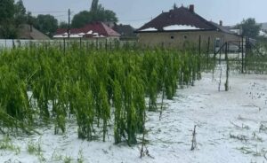 Grindina a lovit județul Neamț: Culturile din Vânători-Neamț, distruse, în timp ce sistemul antigrindină rămâne nefuncțional