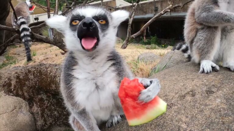 „Misterul lemurului”. Cum a ajuns un tânăr din Pașcani să fie mușcat de un animal exotic la Suceava și apoi să fie tratat la Iași