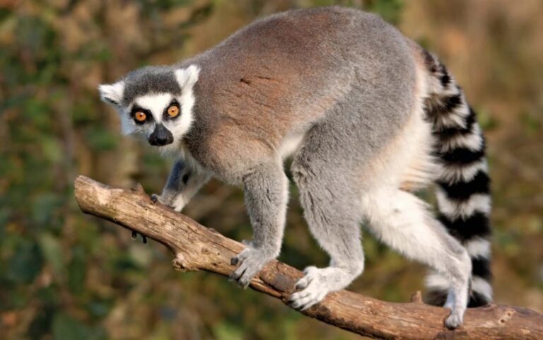 Au ajuns la spital mușcați de un lemur, un șobolan și un șoarece. Medicii avertizează: căldură afectează și animalele, care devin agresive