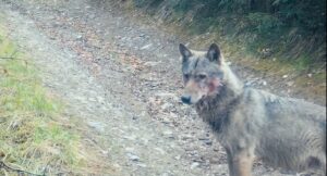 Lup cu simțul camerei: moment spectaculos surprins în Parcul Natural Apuseni/VIDEO