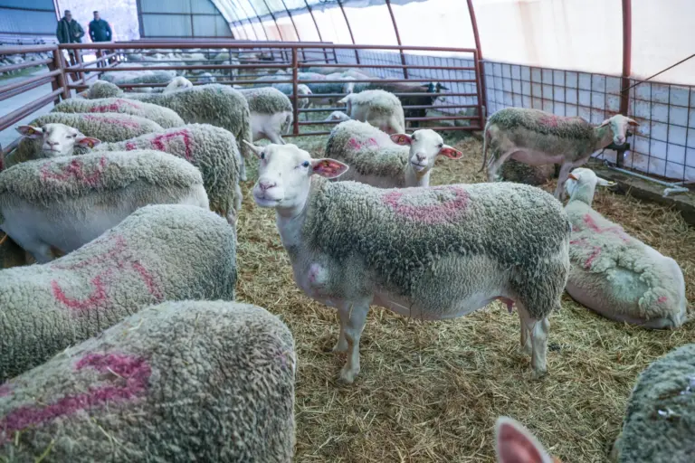 Bătaie cu furca între cioban și proprietarul lucernei păscute. Daune de 5.000 de lei: nimeni nu a fost rănit grav