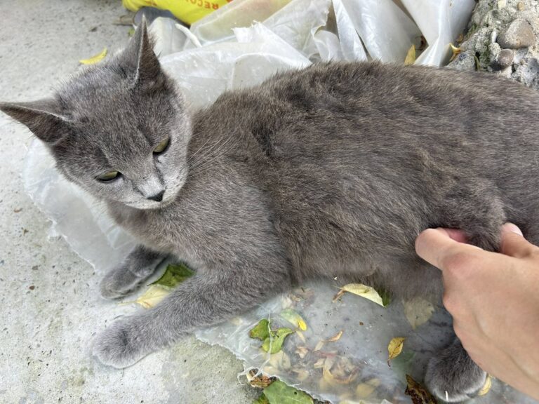 Ieșean condamnat la ore de terapie psihică după ce a aruncat cu pisica în soție. „Teroarea” din familie dura de trei săptămâni