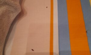 Vacanță cu ploșnițe pe litoralul românesc pentru o jurnalistă din Iași - Experiență de coșmar la Constanța