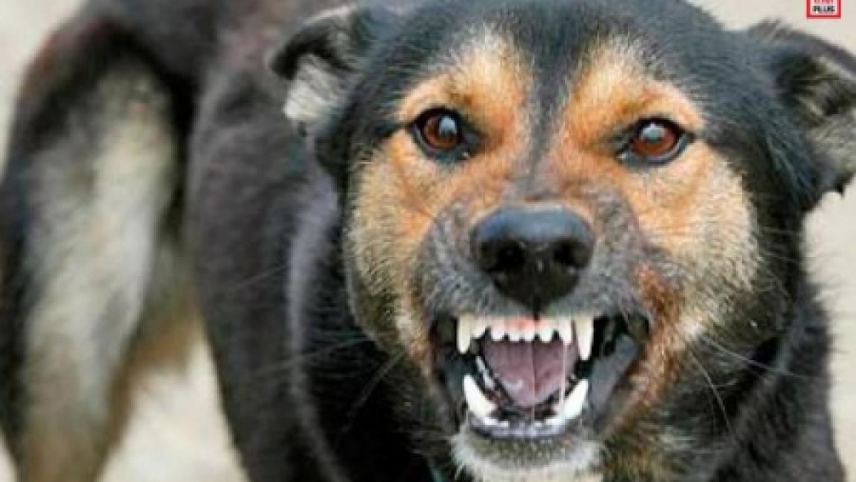 Primul deces cauzat de rabie în ultimii 13 ani la Spitalul de Boli Infecțioase „Sf. Parascheva” din Iași