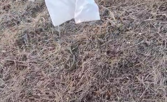 Un șarpe, găsit pe terasa unei case din judeţul Constanţa 