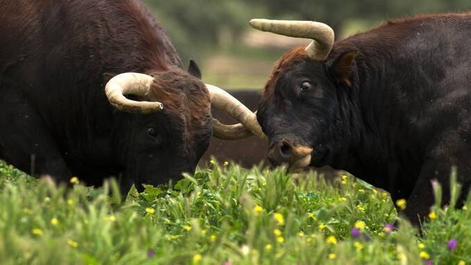 Un bărbat și-a pierdut vederea la un ochi după ce a fost lovit cu cornul de o bovină