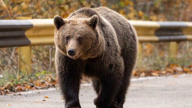 Neamț: În timp ce prefectul conducea o ședință pe tema urșilor din zonă, s-a dat RO-ALERT pentru apariția unui urs în comuna vecină
