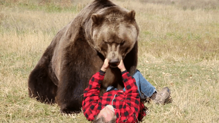 Un urs a făcut ravagii în vestul Canadei. 11 persoane au fost rănite după un atac al animalului sălbatic, printre care mai mulţi elevi