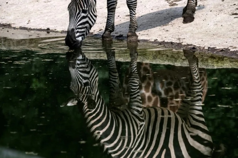  O zebră scăpată de la o grădină zoologică a făcut prăpăd în Belgrad. Doi adulţi şi un copil de doi ani au fost răniți