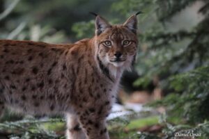 O grădină zoologică din Danemarca le cere oamenilor să-și doneze animalele de companie nedorite, pentru a-şi hrăni prădătorii cu ele: „Nimic nu se iroseşte”